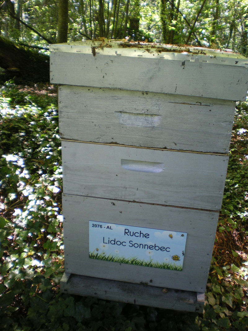 La ruche